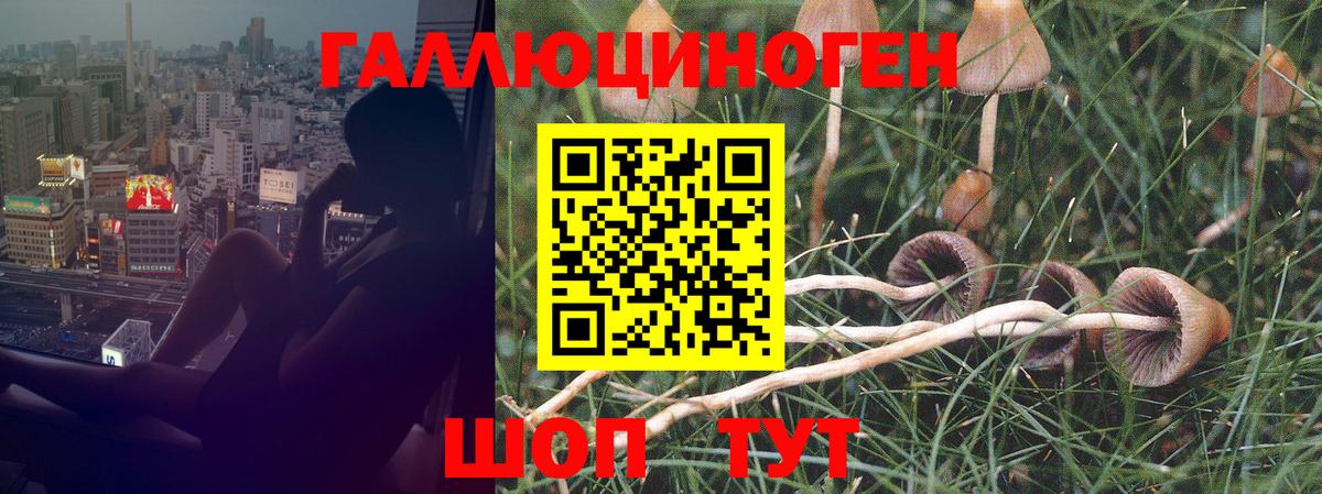 Псилоцибиновые грибы Cubensis  Галлюциногенные грибы мухоморы  где найти   Кирово-Чепецк 