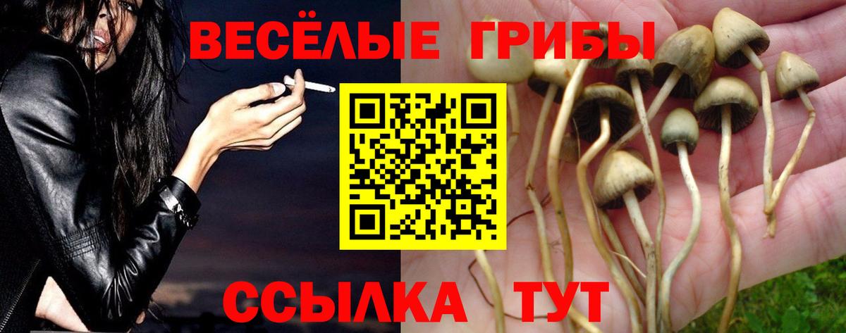 Галлюциногенные грибы Psilocybe Кирово-Чепецк